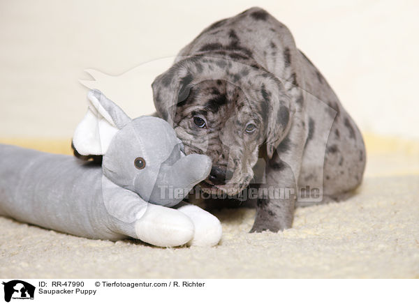 Saupacker Puppy / RR-47990