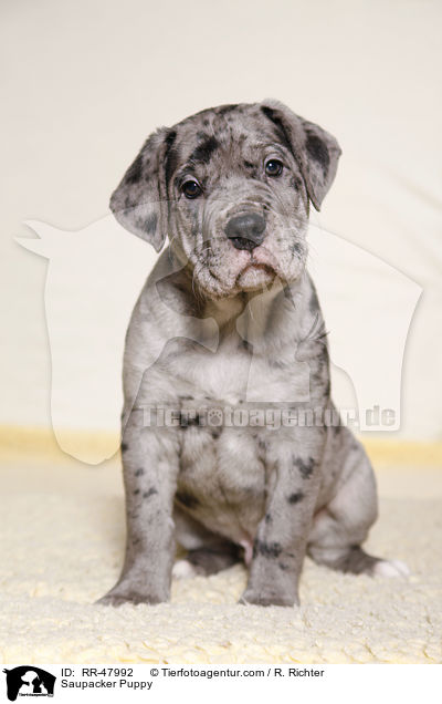 Saupacker Puppy / RR-47992