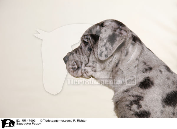 Saupacker Puppy / RR-47993