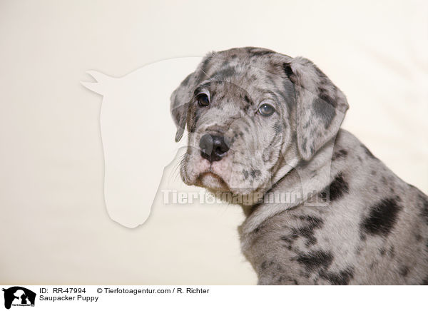 Saupacker Puppy / RR-47994