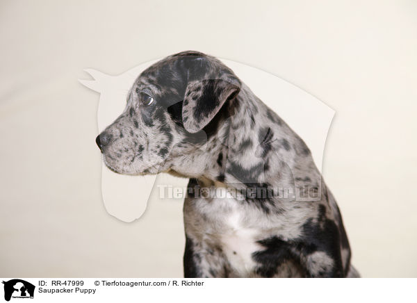 Saupacker Puppy / RR-47999