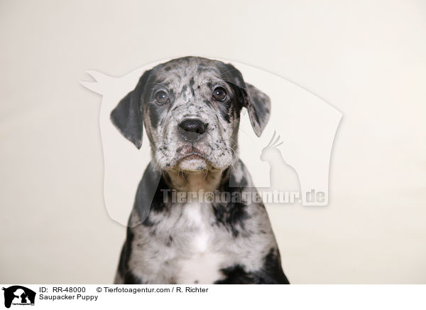 Saupacker Puppy / RR-48000