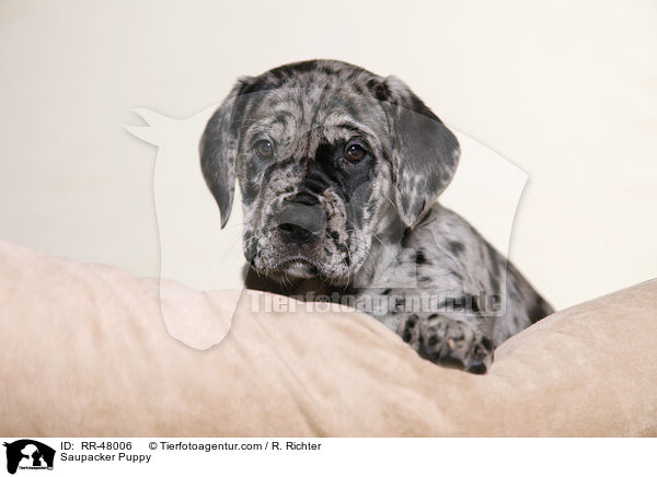 Saupacker Puppy / RR-48006