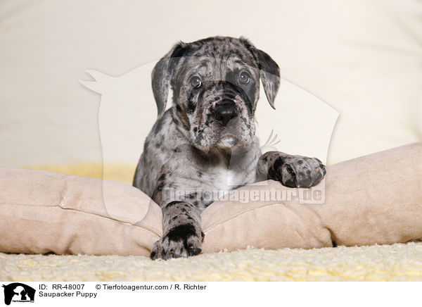 Saupacker Puppy / RR-48007