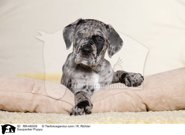 Saupacker Puppy / RR-48009