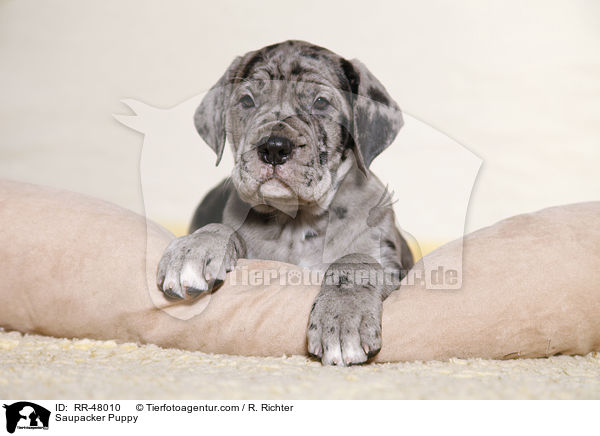 Saupacker Puppy / RR-48010
