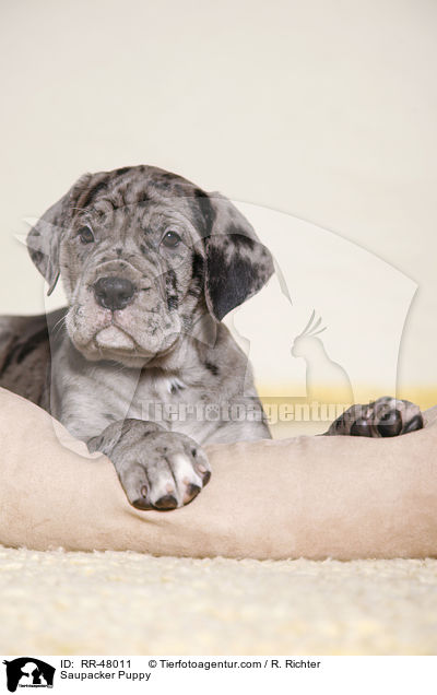 Saupacker Puppy / RR-48011