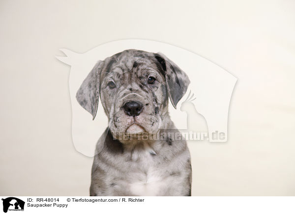 Saupacker Puppy / RR-48014
