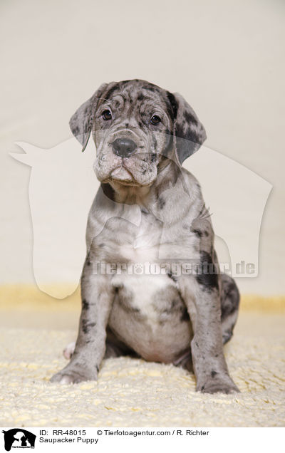 Saupacker Puppy / RR-48015