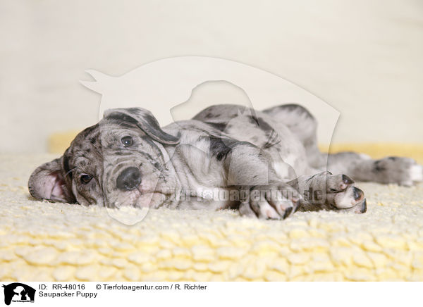 Saupacker Puppy / RR-48016
