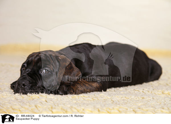 Saupacker Puppy / RR-48024