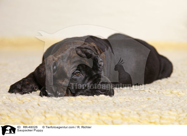 Saupacker Puppy / RR-48026