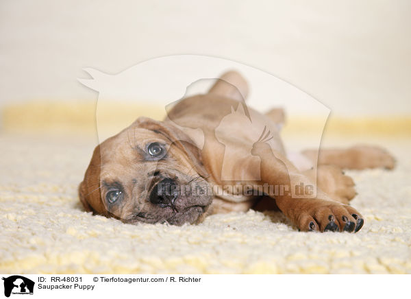 Saupacker Welpe / Saupacker Puppy / RR-48031