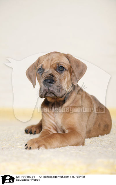 Saupacker Welpe / Saupacker Puppy / RR-48034