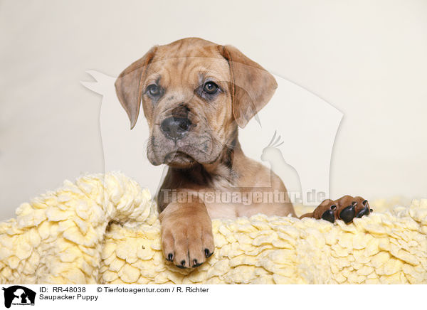 Saupacker Welpe / Saupacker Puppy / RR-48038