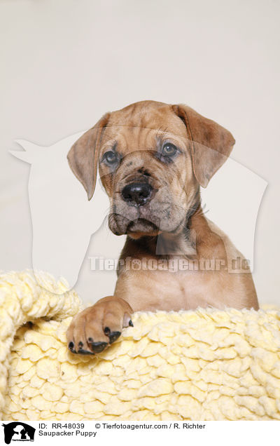 Saupacker Welpe / Saupacker Puppy / RR-48039