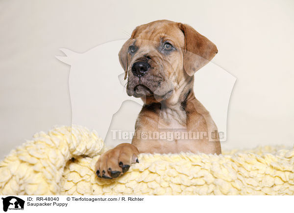 Saupacker Welpe / Saupacker Puppy / RR-48040