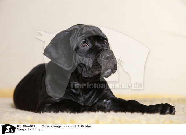 Saupacker Puppy / RR-48045