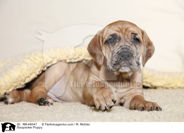 Saupacker Puppy / RR-48047