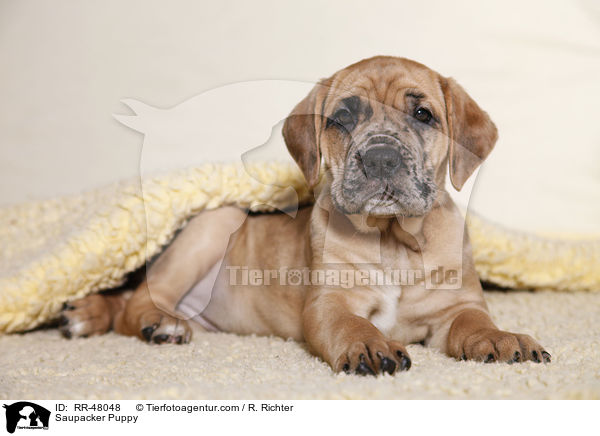 Saupacker Welpe / Saupacker Puppy / RR-48048