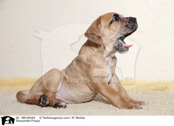 Saupacker Welpe / Saupacker Puppy / RR-48049