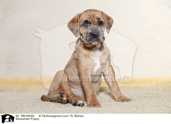 Saupacker Welpe / Saupacker Puppy / RR-48050