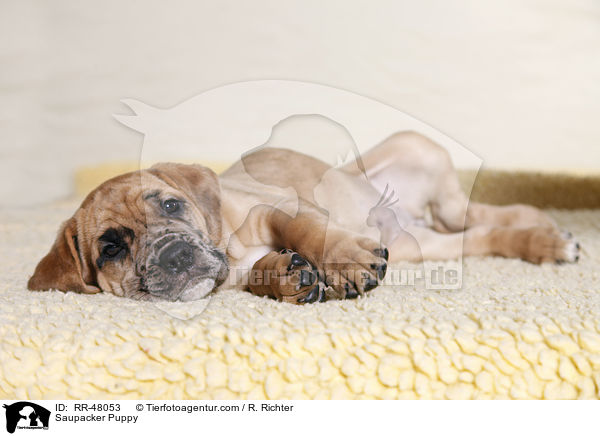 Saupacker Welpe / Saupacker Puppy / RR-48053