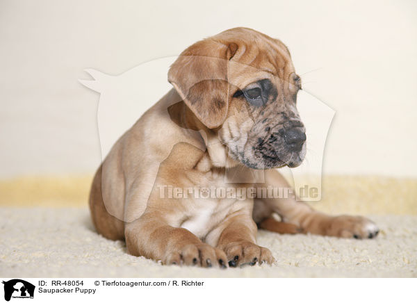 Saupacker Puppy / RR-48054