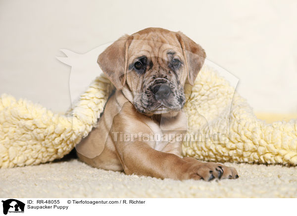 Saupacker Puppy / RR-48055
