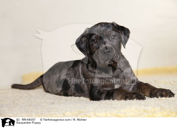 Saupacker Puppy / RR-48057