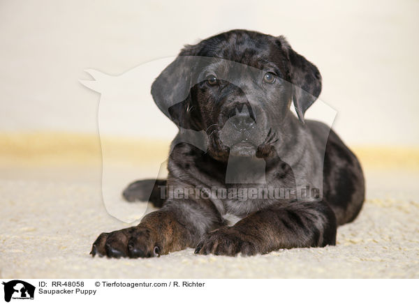 Saupacker Welpe / Saupacker Puppy / RR-48058