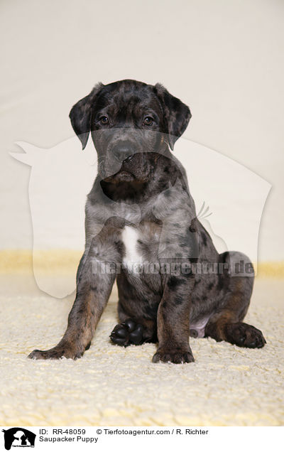 Saupacker Puppy / RR-48059