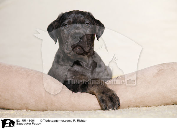 Saupacker Welpe / Saupacker Puppy / RR-48061