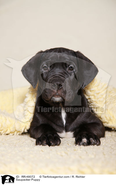 Saupacker Puppy / RR-48072