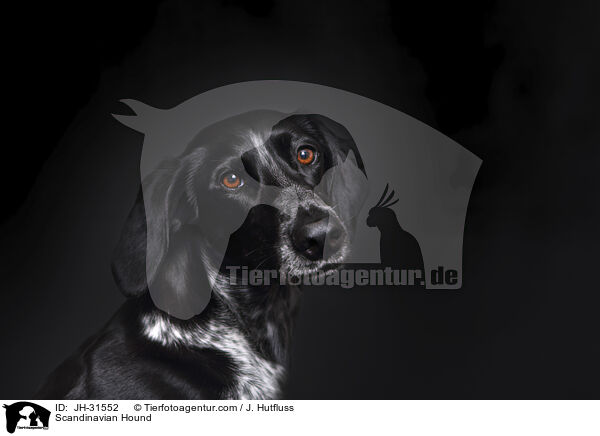 Scandinavian Hound / JH-31552