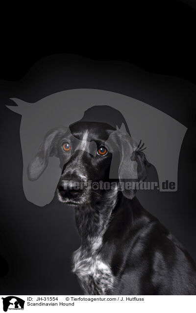 Europischer Schlittenhund / Scandinavian Hound / JH-31554
