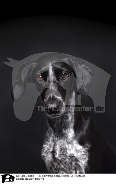 Europischer Schlittenhund / Scandinavian Hound / JH-31555