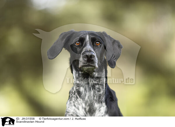 Scandinavian Hound / JH-31558