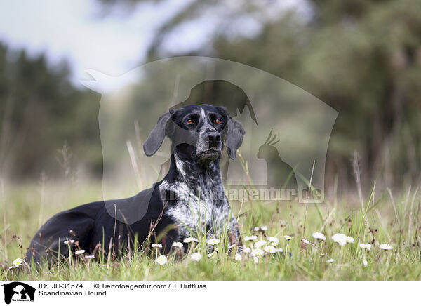 Europischer Schlittenhund / Scandinavian Hound / JH-31574