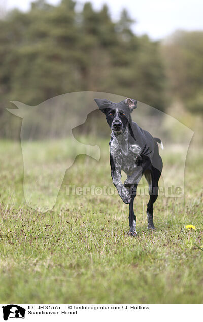 Scandinavian Hound / JH-31575