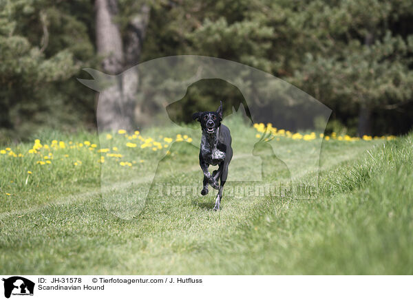 Europischer Schlittenhund / Scandinavian Hound / JH-31578