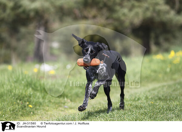 Scandinavian Hound / JH-31580