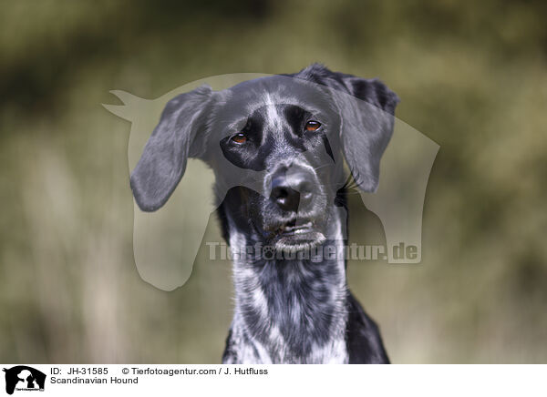 Scandinavian Hound / JH-31585