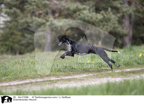 Scandinavian Hound / JH-31588
