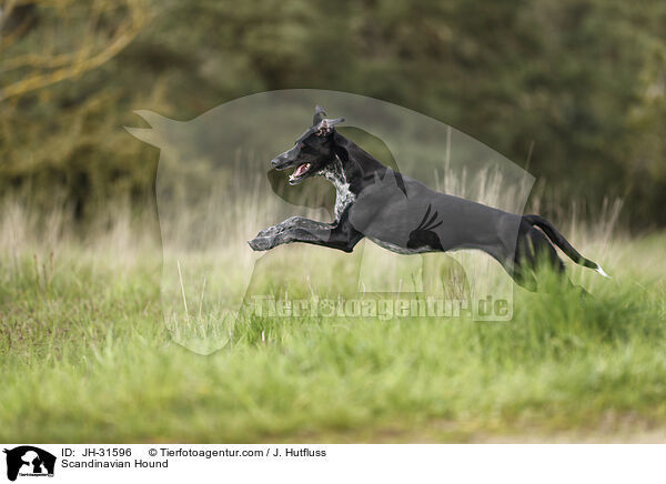 Europischer Schlittenhund / Scandinavian Hound / JH-31596