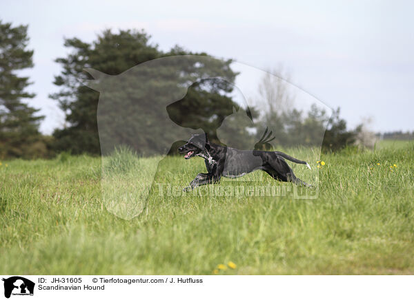Europischer Schlittenhund / Scandinavian Hound / JH-31605