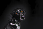 Scandinavian Hound