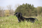 Scandinavian Hound