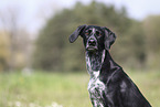 Scandinavian Hound