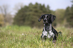 Scandinavian Hound